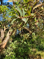 Corymbia ficifolia
