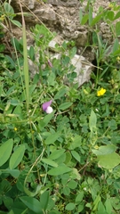 Vicia bithynica
