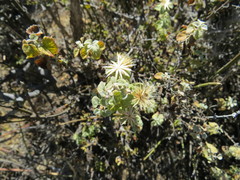 Brickellia veronicifolia