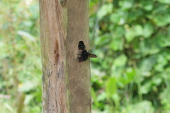 Xylocopa lachnea