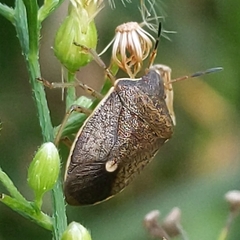Holcostethus limbolarius