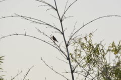 Turdus grayi