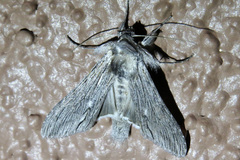 Cucullia laetifica