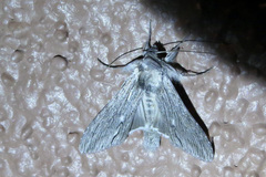 Cucullia laetifica