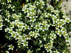 Diosma aspalathoides