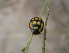 Cheilomenes sulphurea