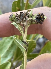 Helianthella microcephala