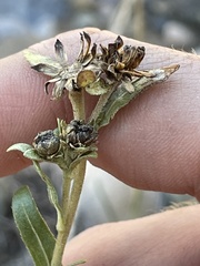 Helianthella microcephala