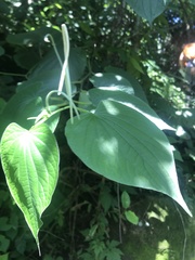 Piper marginatum
