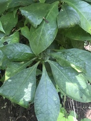 Piper marginatum