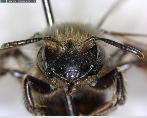 iNaturalist observation photo of Mining Bees