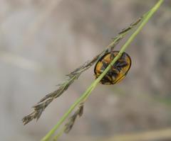 Cheilomenes sulphurea