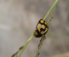 Cheilomenes sulphurea