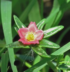 Portulaca cryptopetala