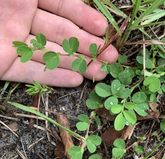 Chamaecrista rotundifolia