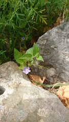 Convolvulus siculus siculus