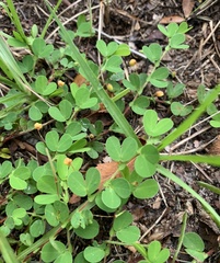 Chamaecrista rotundifolia