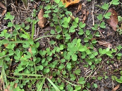Chamaecrista rotundifolia
