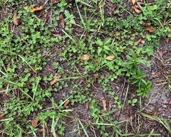 Chamaecrista rotundifolia