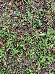 Chamaecrista rotundifolia