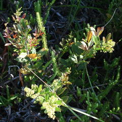 Searsia laevigata laevigata