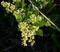 Searsia laevigata laevigata