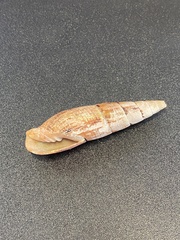 Isara glabra