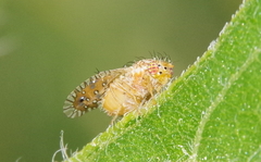 Paracantha cultaris