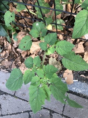 Physalis grisea