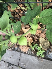 Physalis grisea