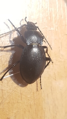 Carabus convexus