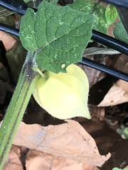 Physalis grisea