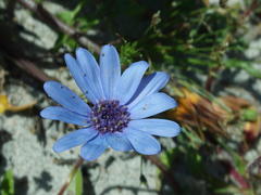 Felicia heterophylla