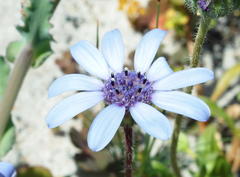 Felicia heterophylla
