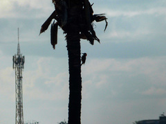 Colaptes melanochloros