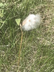 Asclepias ovalifolia