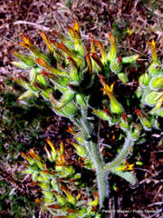 Kalanchoe lanceolata