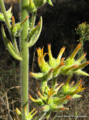 Kalanchoe lanceolata