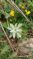Filago asterisciflora