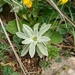 Filago asterisciflora - Photo (c) aulax, algunos derechos reservados (CC BY-NC)