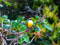 Pitangus sulphuratus