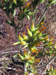 Kalanchoe lanceolata