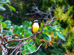 Pitangus sulphuratus