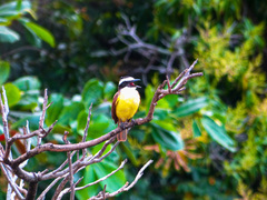 Pitangus sulphuratus