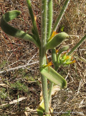 Kalanchoe lanceolata