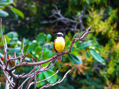 Pitangus sulphuratus