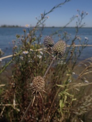 Eryngium articulatum