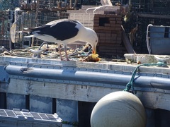 Larus marinus