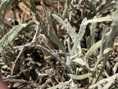 Pseudognaphalium thermale