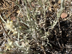 Pseudognaphalium thermale